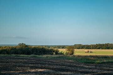 Obraz premium Field. Russian field. Landscape. Village. Village. Russian open spaces. Fields. Flowers. Plants. Trees. Sky.