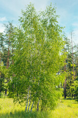 summer birch tree on forest background