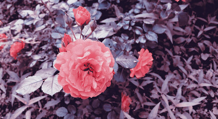 Red flowers in garden for art banner