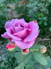 purple rose