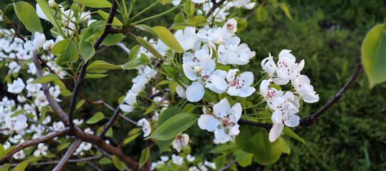 Cherry tree with blossom for delicate nature scenic