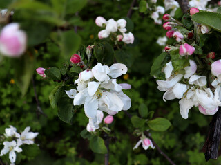 Spring background with apple tree. White blossom flowers on apple branches