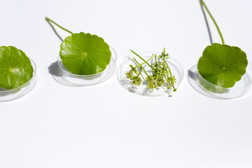 Fresh green centella asiatica leaves with flower in petri dishes on white background.