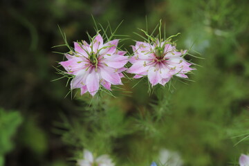春の庭に咲くニゲラのピンク色の花