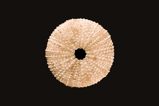 Sea urchin abstract macro view