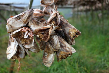 Dry fish hanging to dry in Lofoten Norway. Fish heads. Delicasy. Norwegian tradition.
