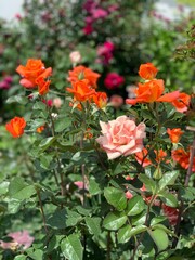 flowers in the garden