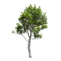 Obraz premium tree isolated on white background.