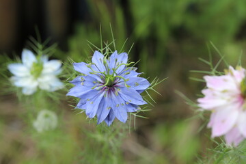 春の庭に咲くニゲラの青い花