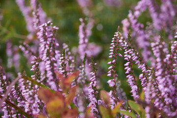Obraz premium Blooming heather close-up. Macro photo with shallow depth of field.