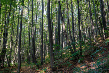 Fototapeta na wymiar Forest on a hillside on a sunny summer day