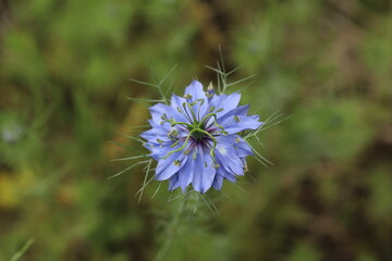 春の庭に咲くニゲラの青い花