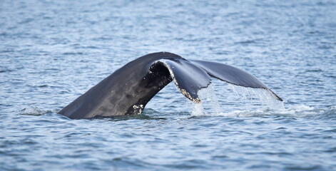 Humpback whale on Iceland