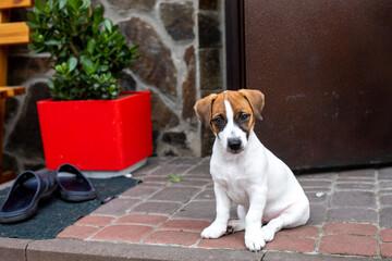 cute puppy jack russell terrier sits near the front door and listens to the owner, horizontal