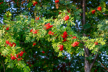 Close-up of beautiful branches with bunches of fruiting red-fruited mountain ash. Early autumn, Indian summer. Selective focus.