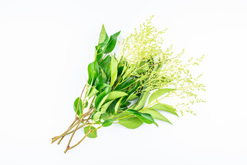 A bunch of privet tree branches on white background