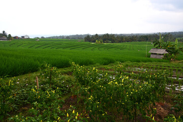 Fototapeta na wymiar Green rice fields in Soka Village, Tabanan Regency, Bali Province, Indonesia