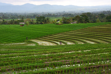 Green rice fields in Soka Village, Tabanan Regency, Bali Province, Indonesia