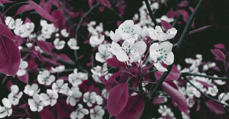 Obraz na płótnie Canvas Abstract cherry blossom for nature wallpaper