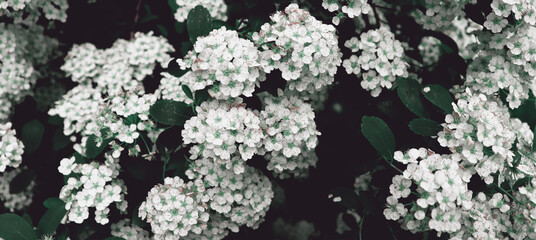 Green bush with white flowers for art design