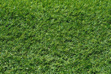 Green grass background, football field
