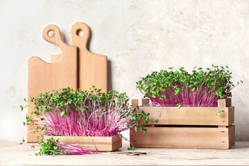 Wooden boxes with fresh micro green and boards on light background