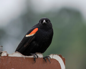 red winged blackbird