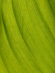 Mahogany Green leaves bush in a garden plant outdoors in the park. Close-up leaves on a tree. Cinnamon Fern nature background floral wallpaper Bright lighting sun rays detailed texture