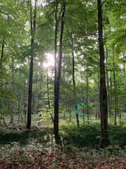 trees in the forest