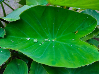 leaf with drops
