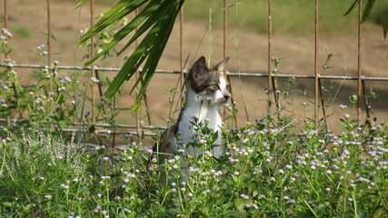 the cat is among the flowering grasses, hiding a little and seeing something move