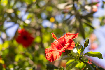 Obraz premium beautiful red flower in the nature