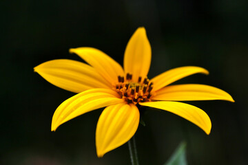 single yellow topinambur flower in late summer