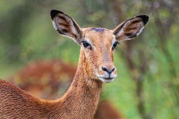 Female impala standing in the rain in the Kruger Park, South Africa