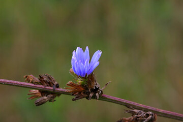 chicory in bloom on a cool autumn morning