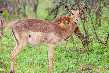 Female impala standing in the rain in the Kruger Park, South Africa