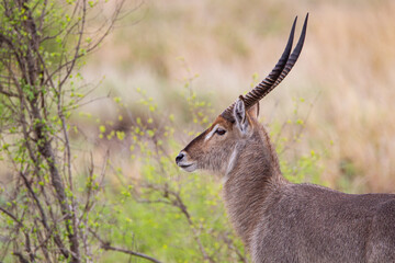 Naklejka na ściany i meble Male waterbuck in the vegetation of the veld in the Kruger Park, South Africa