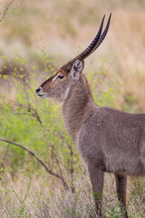 Male waterbuck in the vegetation of the veld in the Kruger Park, South Africa