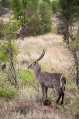 Male waterbuck in the vegetation of the veld in the Kruger Park, South Africa