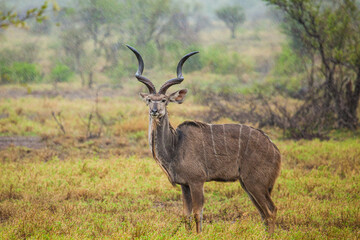 Naklejka na ściany i meble Greater Kudu standing in a thundershower in the Kruger Park, South Africa