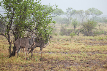 Naklejka na ściany i meble Greater Kudu standing in a thundershower in the Kruger Park, South Africa