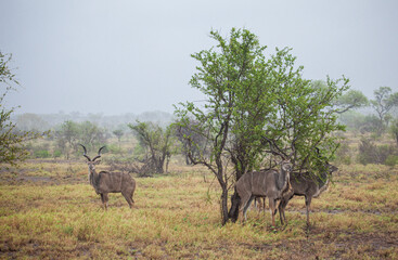 Greater Kudu standing in a thundershower in the Kruger Park, South Africa