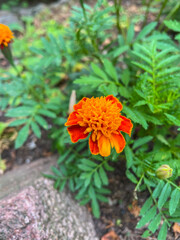 Marigold