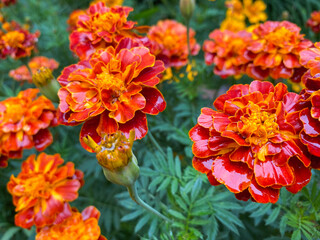 Fototapeta premium Background of beautiful flowers of Marigolds erect (Tagetes erecta). Red flowers of Tagetes erecta