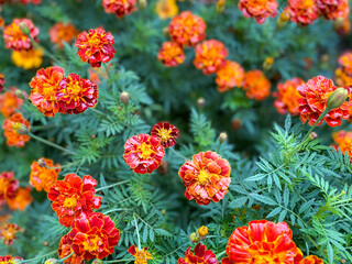 Background of beautiful flowers of Marigolds erect (Tagetes erecta). Red flowers of Tagetes erecta