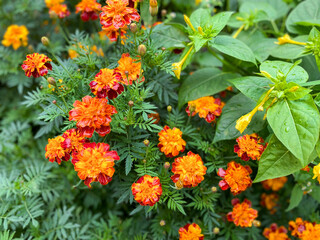Background of beautiful flowers of Marigolds erect (Tagetes erecta). Red flowers of Tagetes erecta