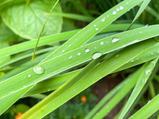 Background of blooming hemerocallis fulva grass close-up. Dew drops on the grass hemerocallis fulva