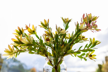 native African yellow protea Leucadendron flowers indoor iin vase - obrazy, fototapety, plakaty