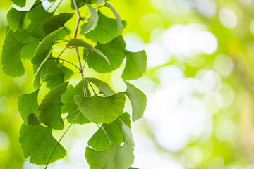 Close up of green japanese ginkgo leaves in summer.