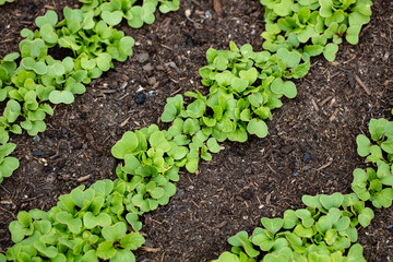 Background of fresh lettuce salad growth on the ground soil in the garden in spring season.